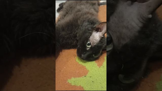 Моя любимка, кошка-брак. Отец сфинкс, мать смесь с лыси? смотреть онлайн