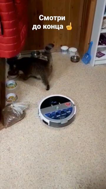 реакция кошки на робот пылесос Гуфи смотреть онлайн