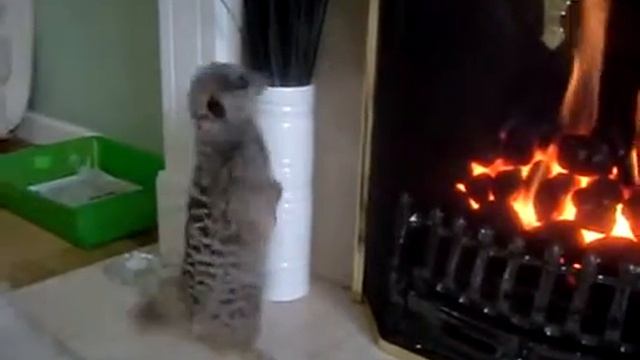 Сурикат у камина