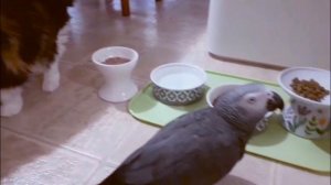 Как попугай Leeloo решила позавтракать вместе с кошками Punky и Panny...