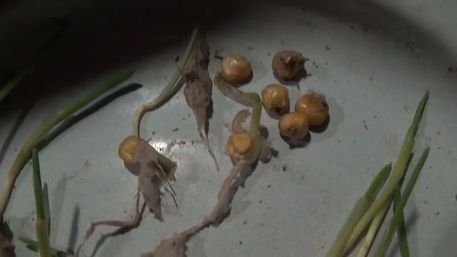 Эксперимент 3 : Распределение рассады кукурузы по прос смотреть онлайн