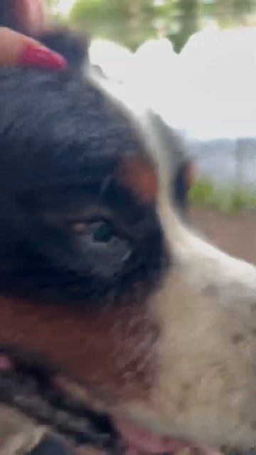 Наш пес Зар звезда рыбалки 😝Макеева , Мальков Роман и смотреть онлайн