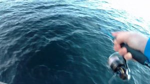 Раздача скумбрии. Рыбалка во Владивостоке. Морская ры?