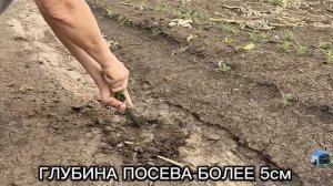 Посев в дорогу