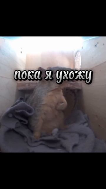 Незнаю что мне ставить чтоб типо грустно было #геншин # смотреть онлайн