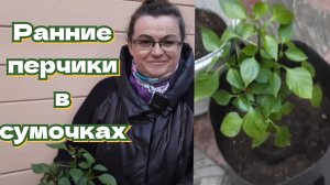 Ранние перцы. Высокая грядка в миниатюре