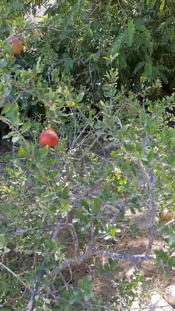 Дикий гранат и кактусы смотреть онлайн