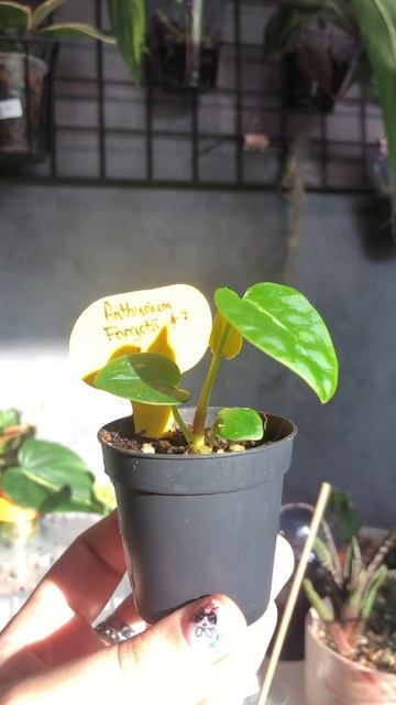 #plants #garden #anthurium #plantlover #цветы #plantcare #антуриум #редкиерас смотреть онлайн