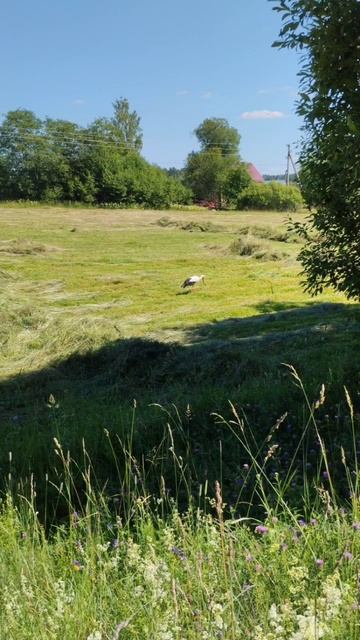 природа на Селигере 😍,#рыбалка #щуканажерлицы #fishing #с? смотреть онлайн