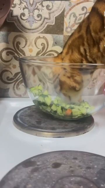 Лео ест огурцы ! А ваши животные едят огурцы ? смотреть онлайн