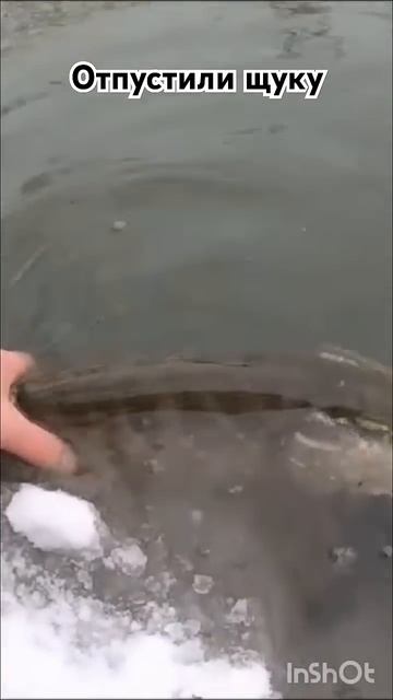 #fishing#fishingvideo#fish#fishinglife#спиннинг#щука#казахстан#башкорт? смотреть онлайн