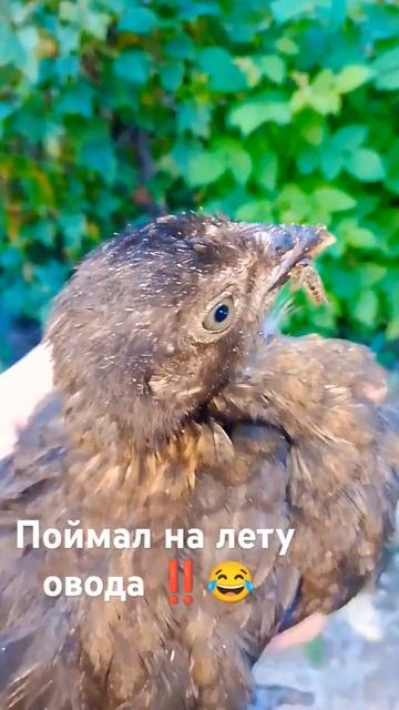 Бегали ловили его‼️Поймали,понесли в сарай...Он на ру? смотреть онлайн