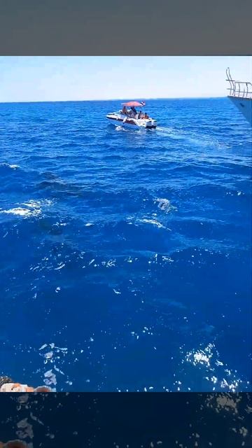 Дельфины в дикой природе.#Дельфин и человек в дикой пр? смотреть онлайн