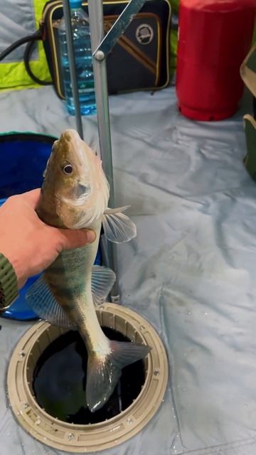 Такой бонус на 0,14 леску #fishing #рыбалка смотреть онлайн