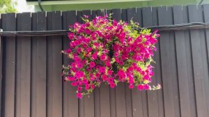 Лучшая петуния для подвесных кашпо Вейв парпл классик