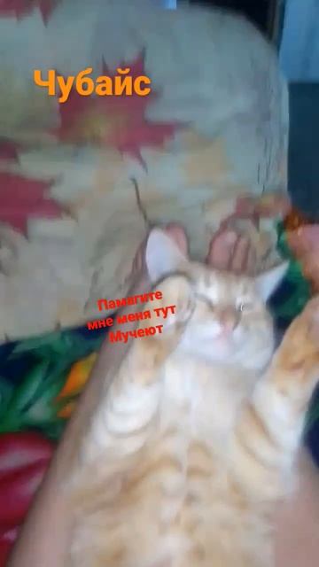 мой кот после вотки, прививки, кашачей мяты, пяный смотреть онлайн