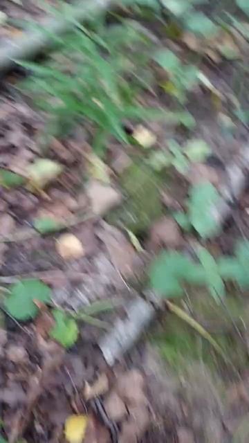 Полно грибов в Подмосковье 2023 смотреть онлайн