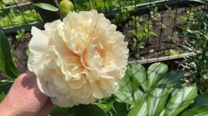 Пион “Elsa Von Brabant”, мировой шедевр из Австрии