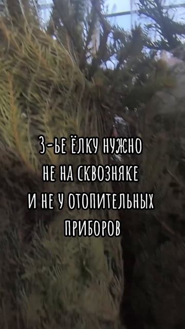 Как сохранить елку #новыйгод #елканановыйгод #новогод? смотреть онлайн