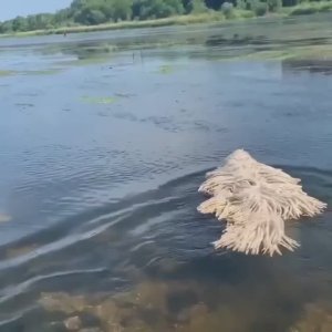 Швабра плавает!