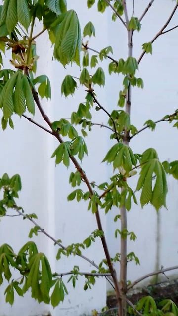 Каштан выпускает листья, распускается. Весна за город? смотреть онлайн