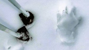 ОДИН. Последняя РЫБАЛКА. Шастают ЗВЕРИ. УКРАЛИ удочку, пришлось НАКАЗЫВАТЬ. Ночью ухожу.  #32