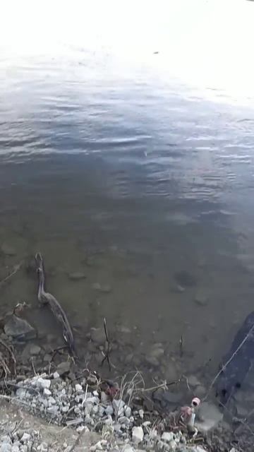 Ловля Рыбца!! РЕЗИНКА #рыбалка смотреть онлайн