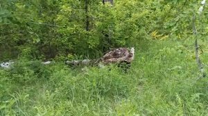 Медведицкая гряда  Роща пьяных берёз