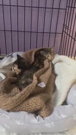 Трое котят из заброшки ТСХА спасены нашими чуткими волонтёрами
#Тима #Туся #Тося #КотятаТСХА