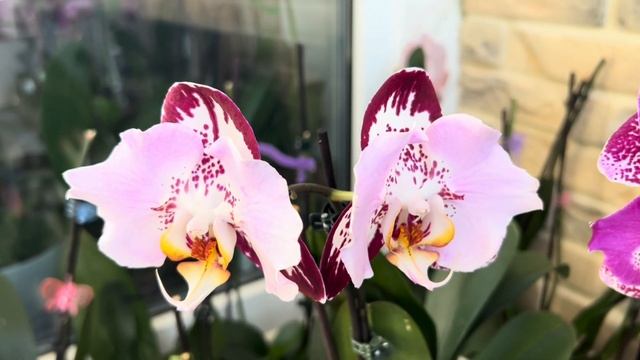 ОБЗОР #orchid 🦋Фаленопсисы Phal. Wulu Caishen 9207🦋Phal. Black Piano 🦋 #or