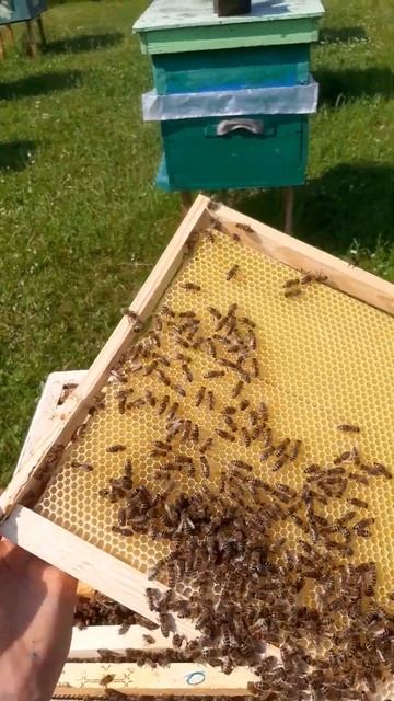 Идеальная отстройка вощины. Натяжка проволоки с помощ смотреть онлайн