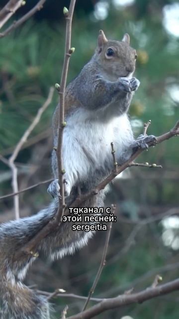 тgканал: sergeitia (там эта песня целиком) | Белка грызёт оре смотреть онлайн