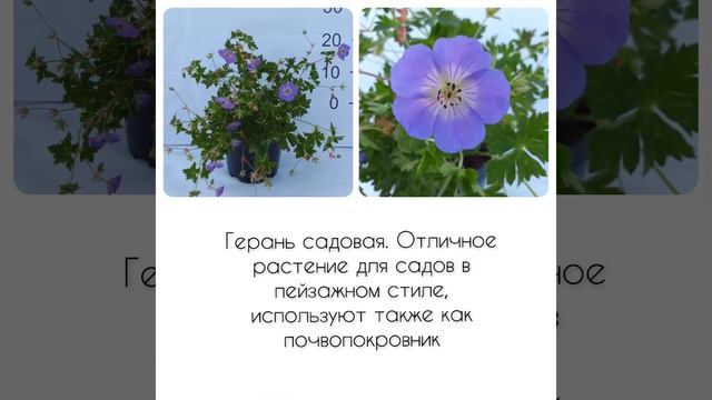 МНОГОЛЕТНИКИ КОТОРЫЕ НЕ БОЛЕЮТ #shortvideo#садоводство#лан