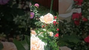 Роза Чандос Бьюти