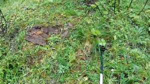 МЕТАЛЛОКОП с Minelab go find 11. Копаю металлолом по копанным ?