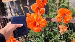 угостили рыбкой, получила посылку, май 2025