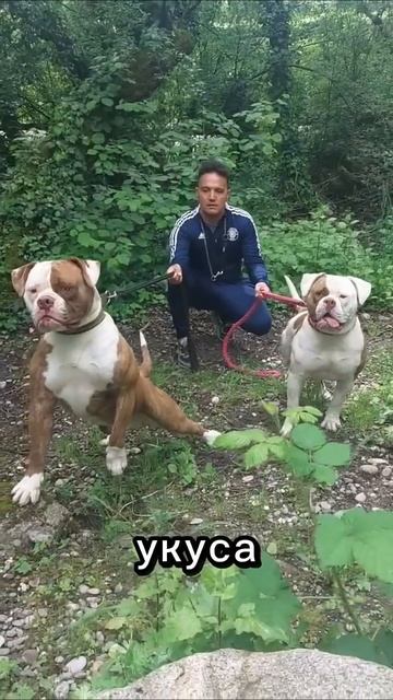 Топ собак с самыми мощными челюстями #животные #собака смотреть онлайн