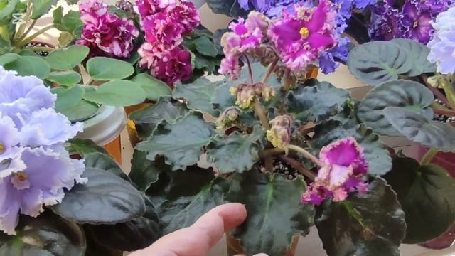 Пестролистные фиалки. Стандартные сорта. Удобрение смотреть онлайн