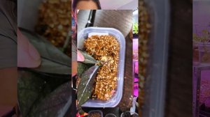 Укореняю замиокулькас в чистой воде, с радифармом, фит