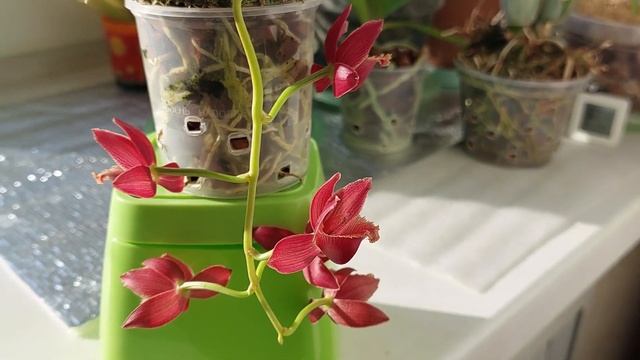Цветут Mormodia Jumbo Gracefull и Catasetum Planiceps. Катасетум или орхид?