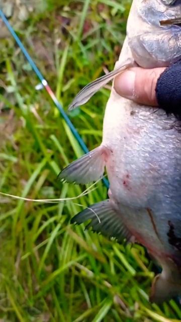 Утром Рыбалка 🐟 рыба Лещь Плотва Лесная речка Васил смотреть онлайн