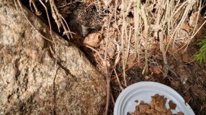 Где мой завтрак? (Ёжик)