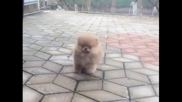 ХАРВИ ФРЕШ БРИЗ ИЗ ЛАГУНЫ ГРЁЗ смотреть онлайн