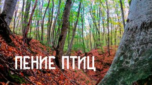 Пение птиц в горном лесу / Успокаивающие звуки природы / Почувствуй гармонию