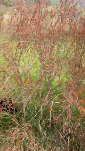 ❤❤❤ Афонский гранат и Блэк 😊 смотреть онлайн