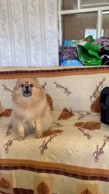 Супер хит от рыжего шпица смотреть онлайн