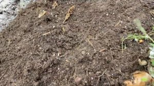 Лучшее время для посадки луковиц тюльпанов - ноябрь