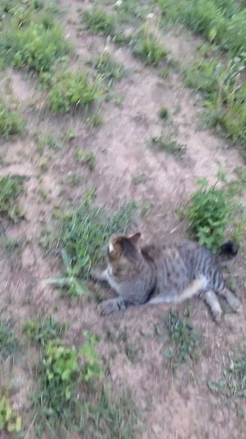 "Башкир" чилит) #ижевск #кот смотреть онлайн