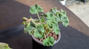 Пеларгония Ив Принцесса Турандот