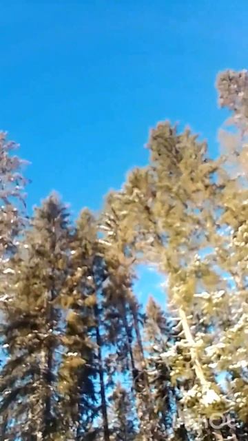 лесная красота. смотреть онлайн